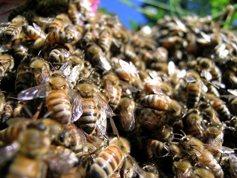 Stop engaging swarms. - Commonplaces