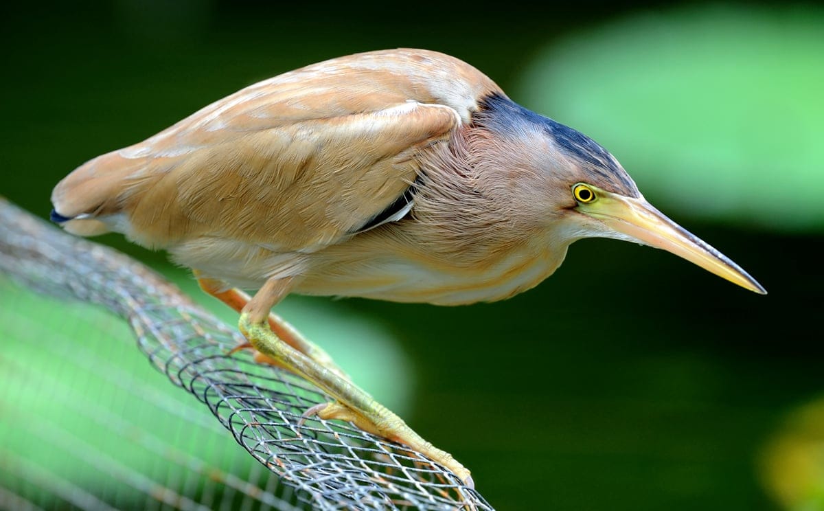 The Heron #1: New Theology Books in 2026