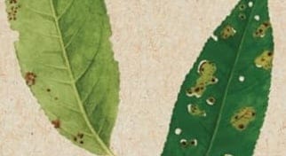 The Garden and the Liturgy
