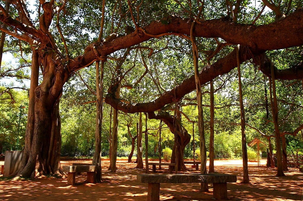 Banyan Church