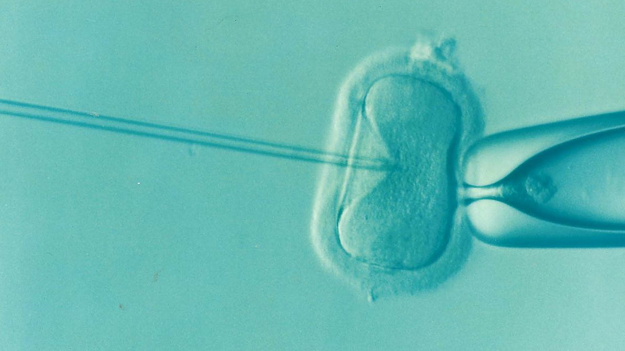 The Case Against In Vitro Fertilization