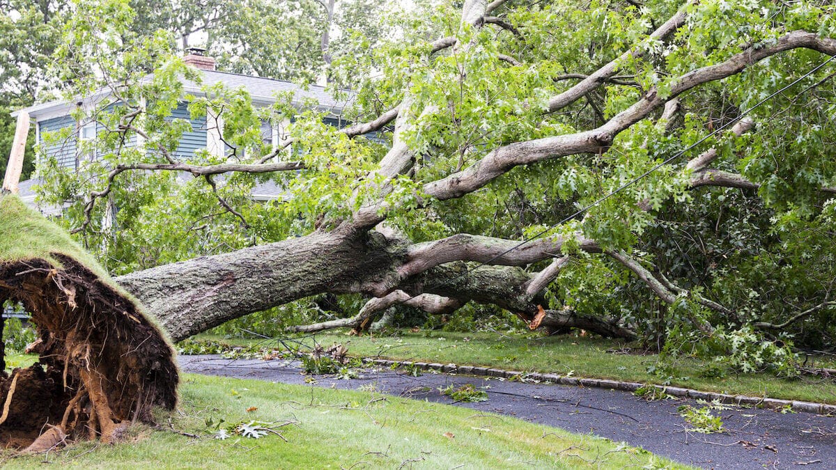 When the Trees Fall