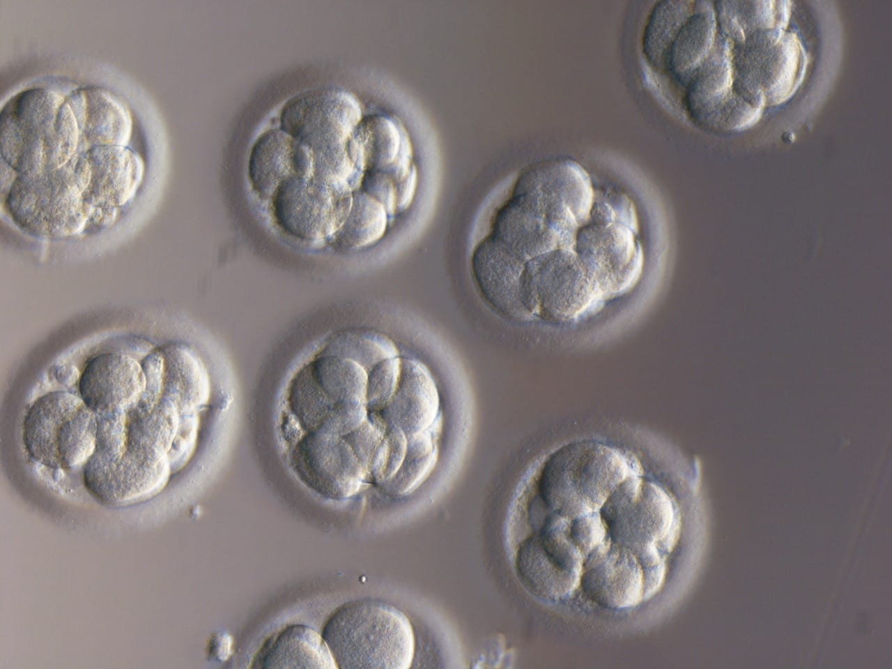 Rescuing the Abandoned: On Embryo Adoption