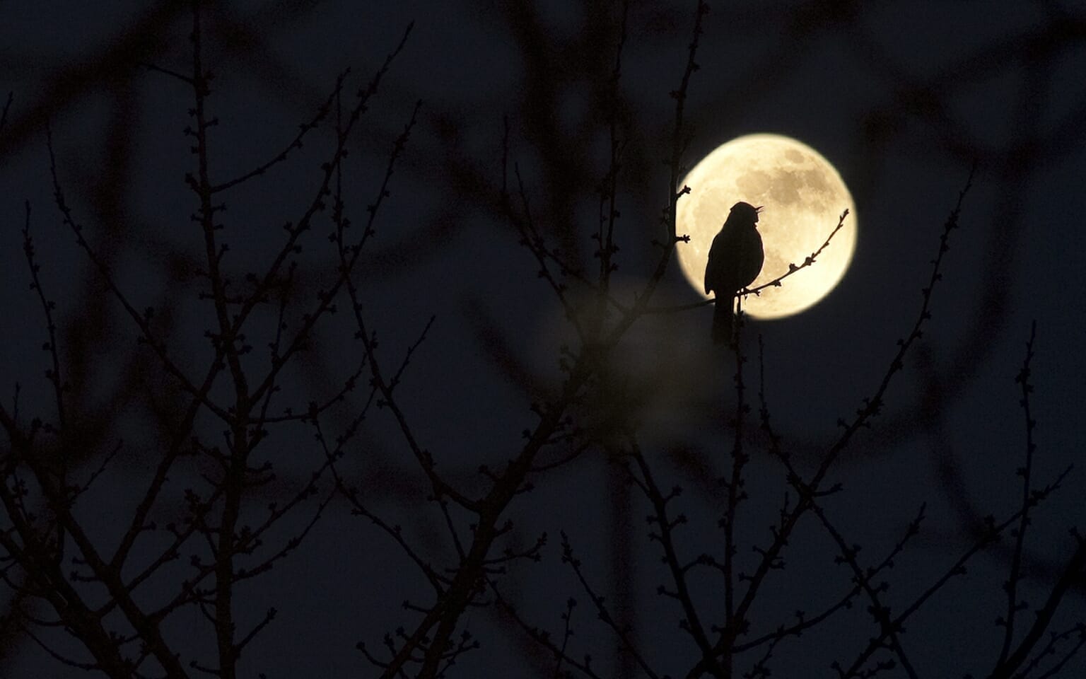 Alcuin's Nightingale