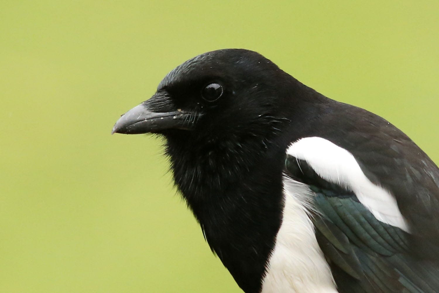 The Magpie #6: Wilderness