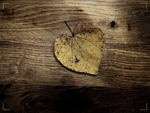 Missive: Shadows or shards,  no seed