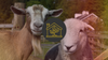 The Difference Between Sheep and Goats: 5 Signs Hiding in Plain Sight