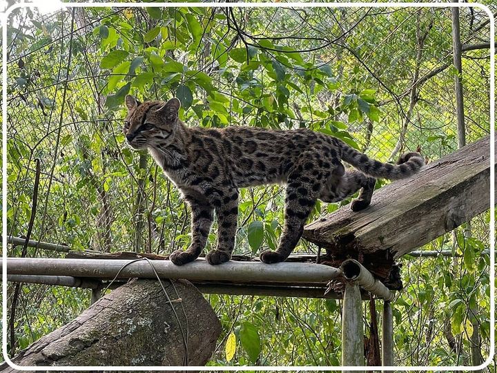 October 18 -  A New feline and other cool cats