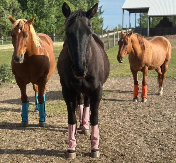 Last Call! We’d Like Your Feedback on Red Horse Center
