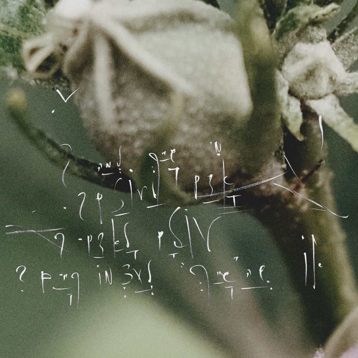 The paradox of 5qln language