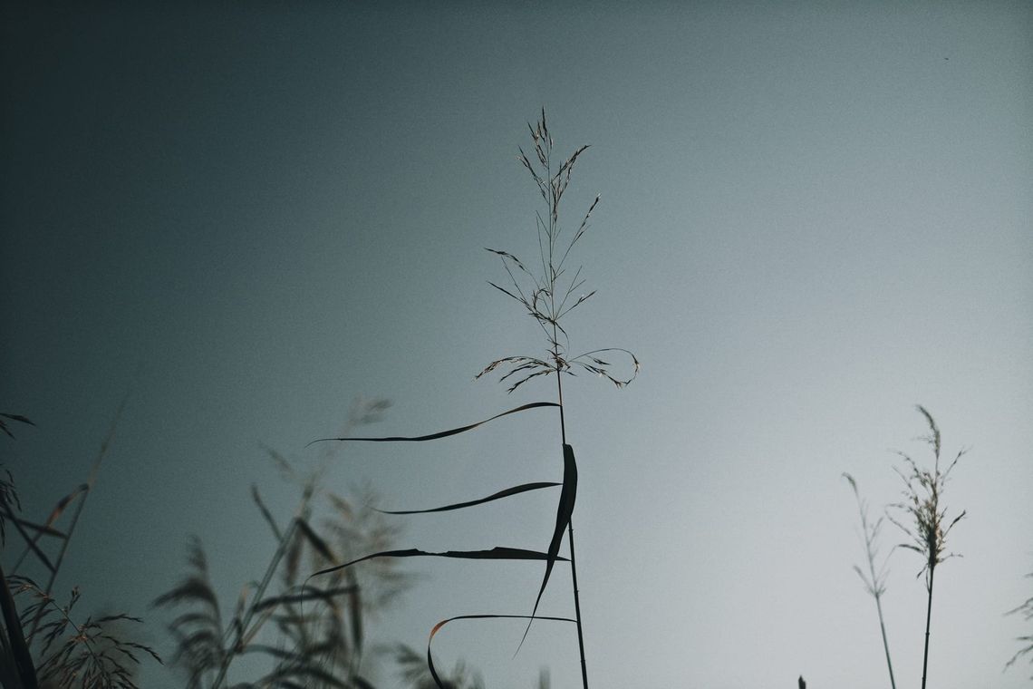 No intent in Free Creative Flow