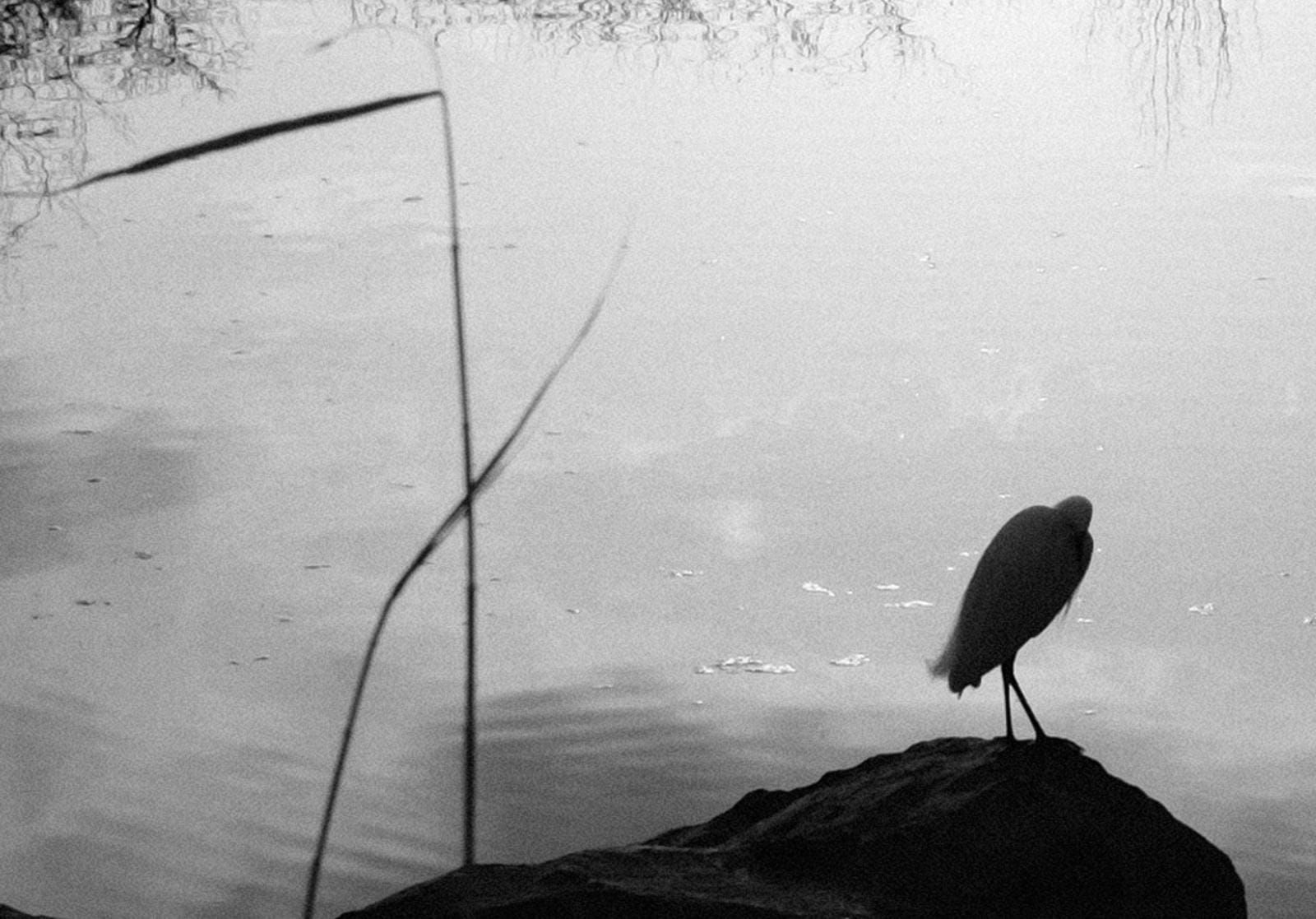 5QLN DECODER SKILL: THE LIVING PROTOCOL