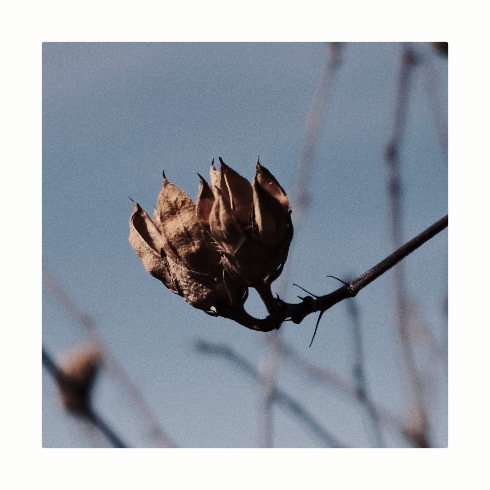 COMPLETE DECODING & SCALING OF 5QLN: FROM AXIOM TO ARCHITECTURE