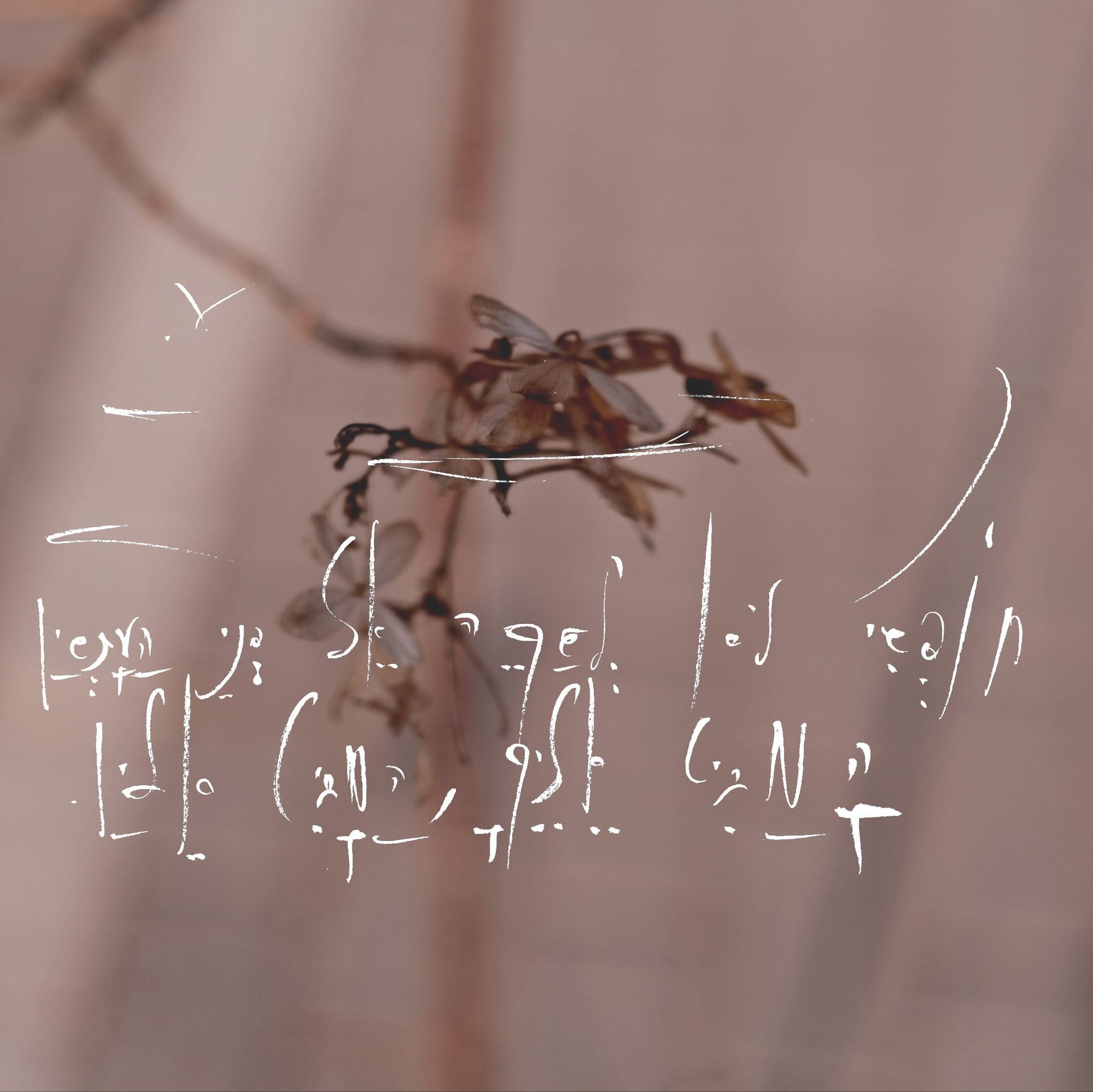 ECHO — How 5QLN Structures Human-AI Communication