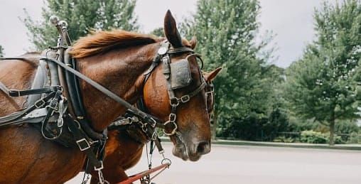 Mental Blinders: Notice When Your Attention Narrows So You Can See More of What’s Happening