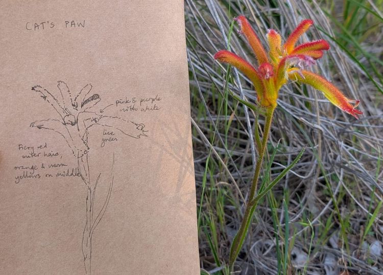 Balga nature journaling workshop