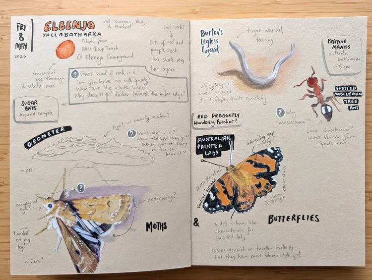 A month of nature journaling - June 2026