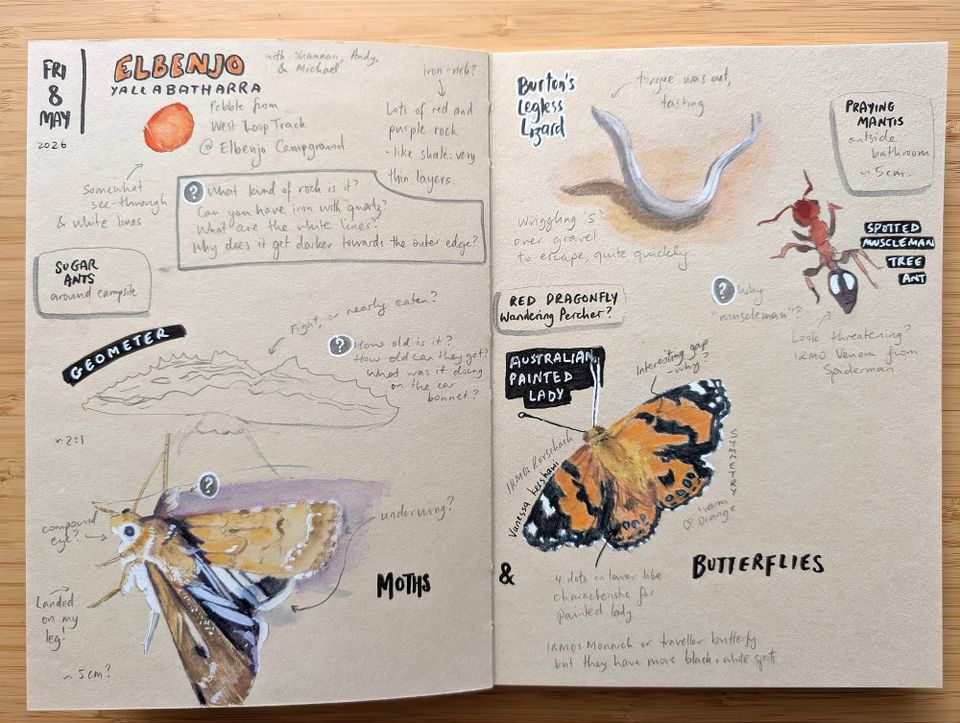 A month of nature journaling - June 2026