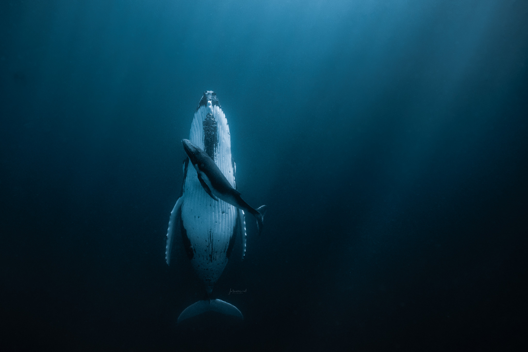 A sleeping whale nose up and its calf by Jasmine Carey.