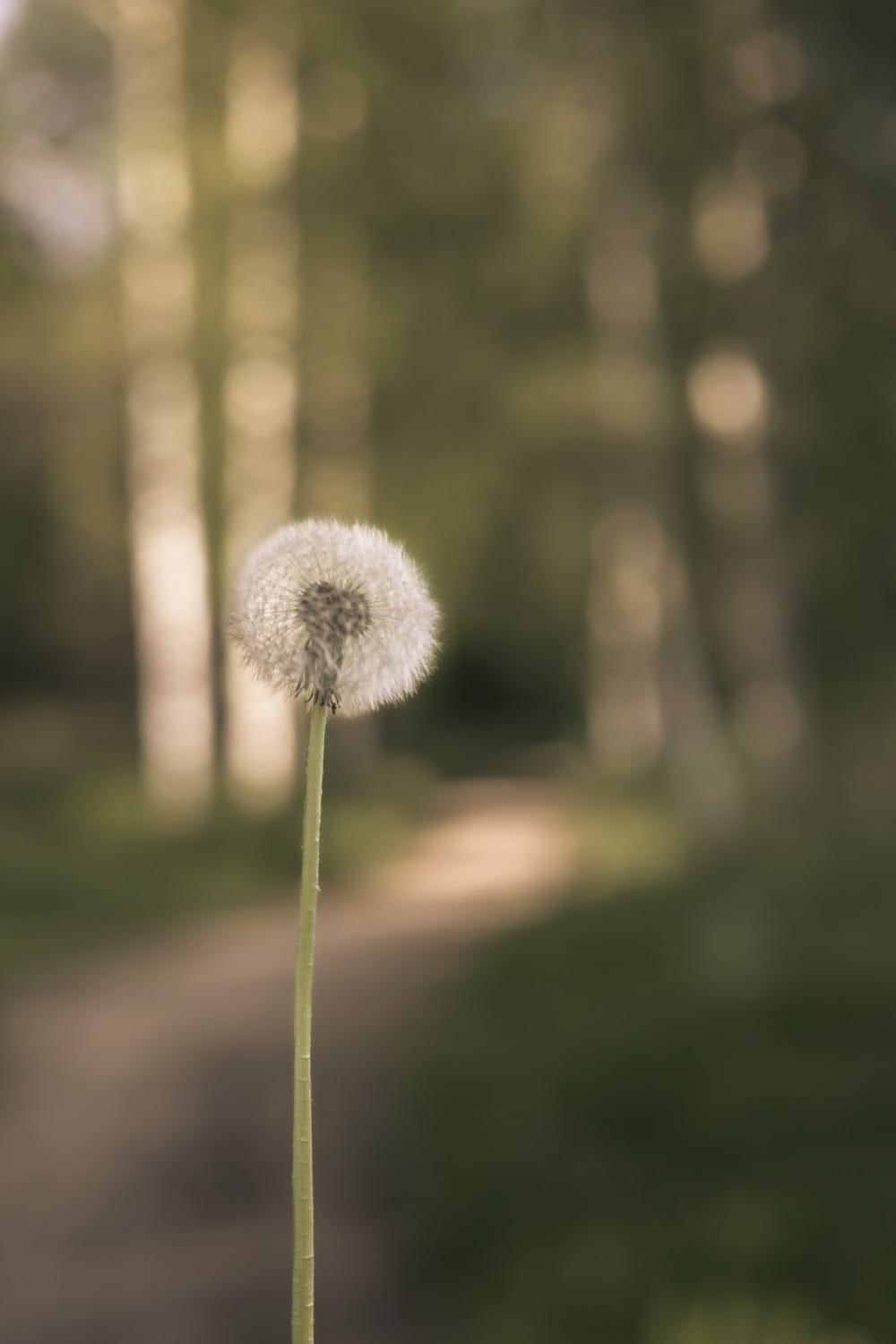 A delicate dandelion seed head in a forest setting, surrounded by soft natural greenery.