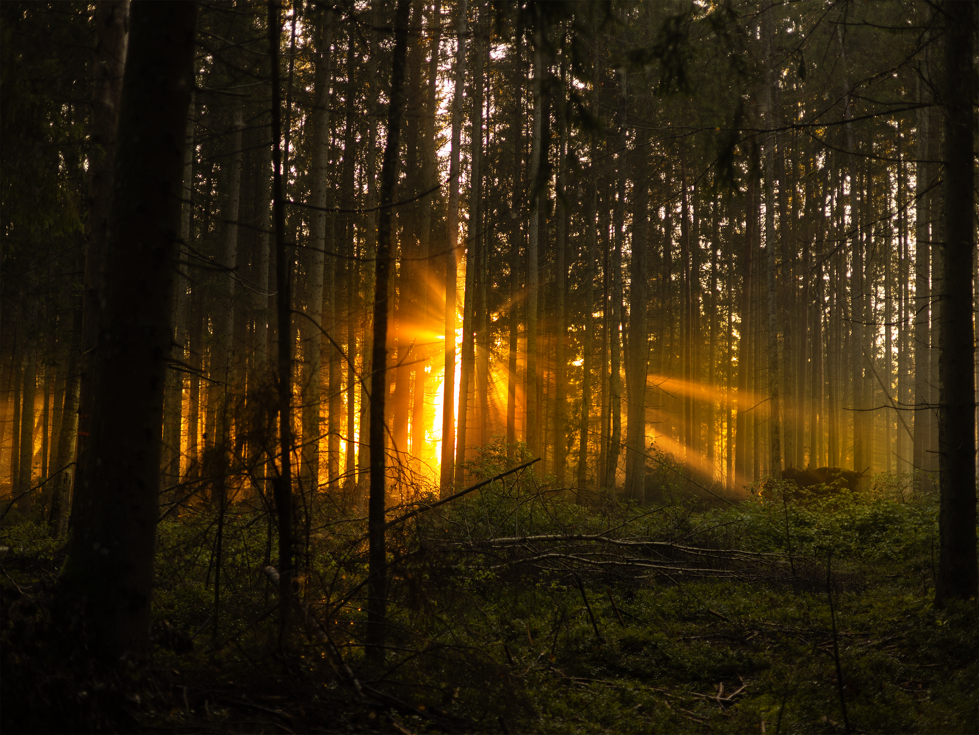 Sunlight streaming through a dark forest at golden hour.