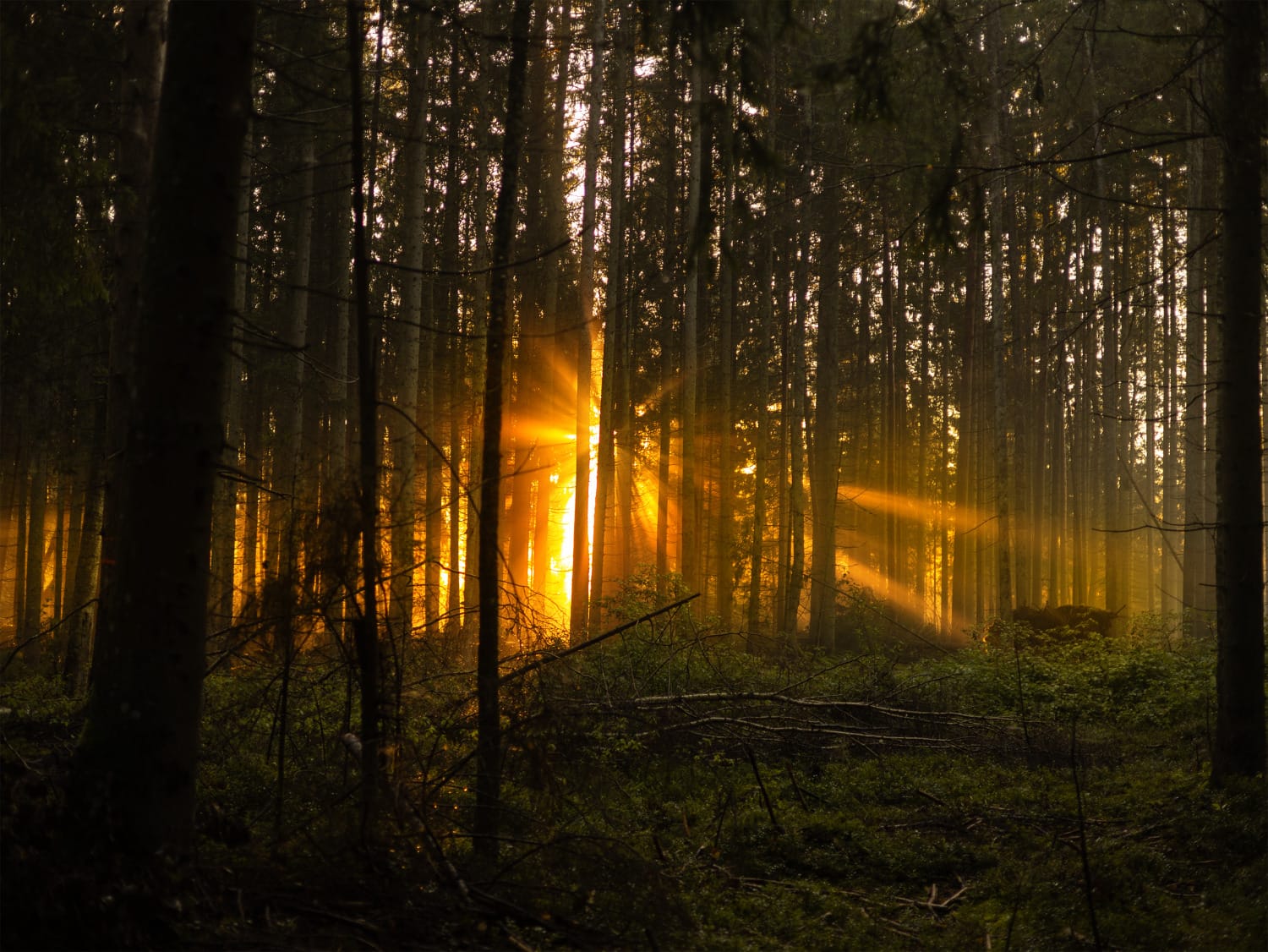 Sunlight streaming through a quiet forest, creating a sense of transition and new beginnings.