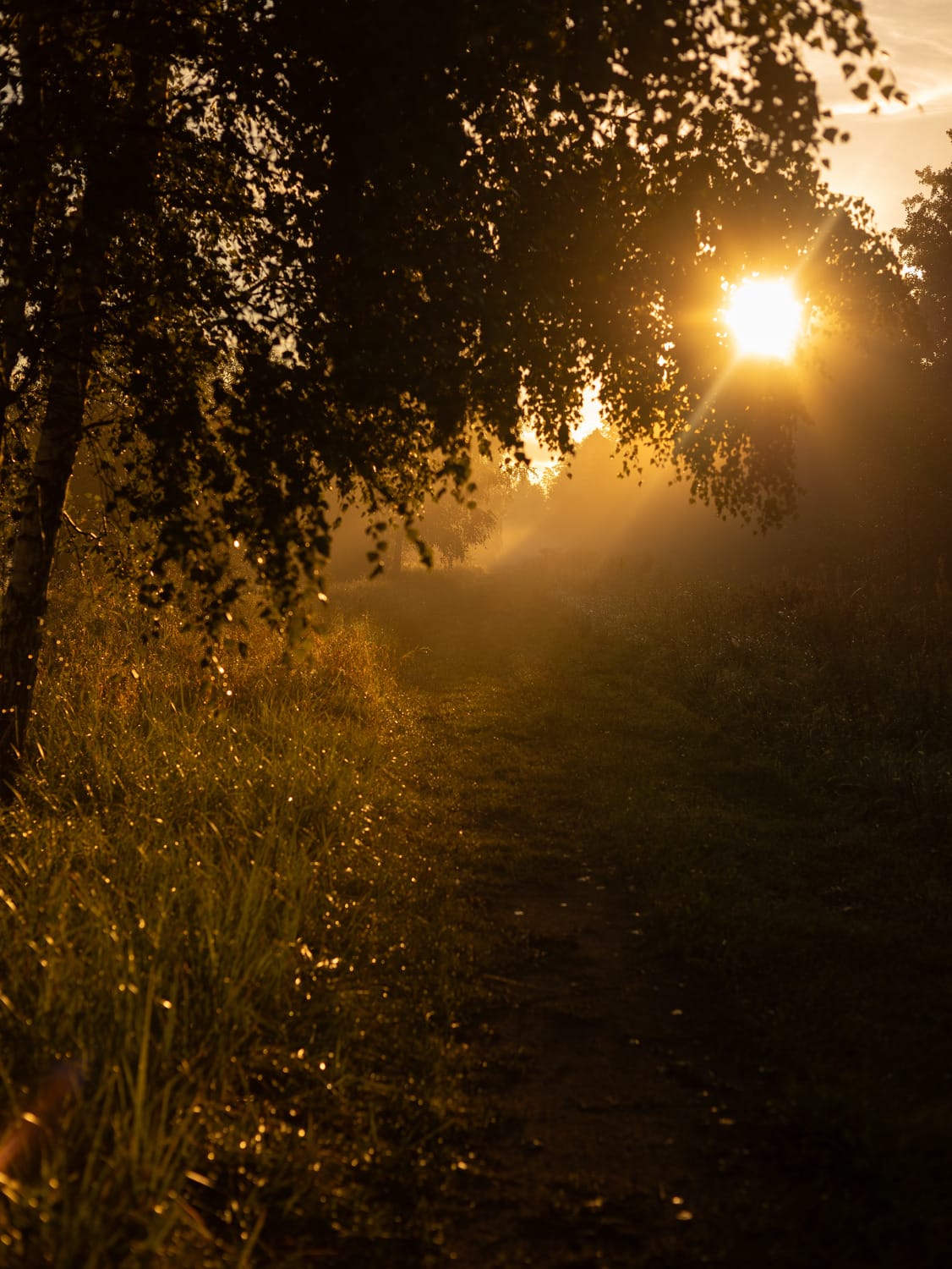 A forest path leading toward the light, symbolizing movement, choice, and the unknown ahead.