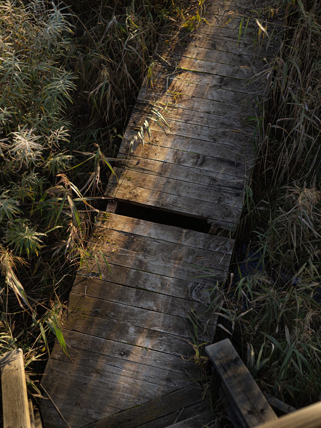 Damaged wooden boardwalk running through an autumn landscape, with several planks broken or missing.