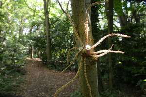 Spotter Trail: Tree-iffic Trail