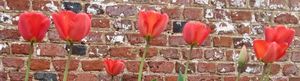 Celebrating the tulip at Basing House