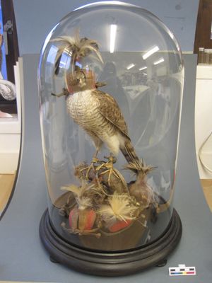 Conversations with Conservators: Challenging Moves (Part 4)