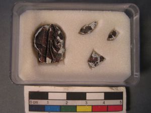 Conversations with conservators: Threats and danger (Part 6)