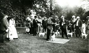 Puppy Love: Dogs in historic Hampshire photographs