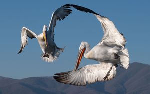 Winchester Photographic Society: Spotlight on Helen Otton