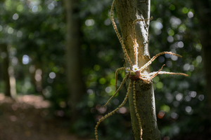 World Earth Day: wildlife at Bursledon Windmill