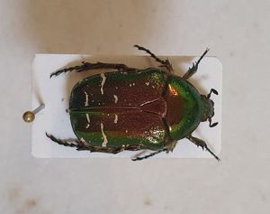 Garden Wildlife Week and World Environment Day