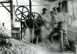 Hop picking in Hampshire