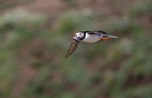 Eagle-eyed photography: Interview with Mike Lane