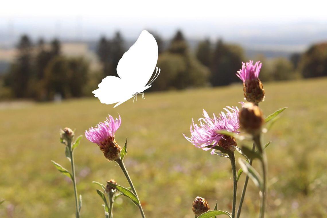 The Shape of Flight: An Anthology