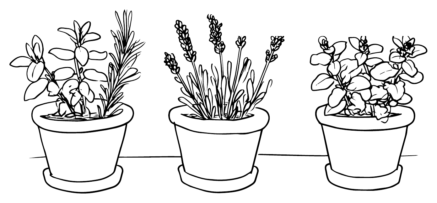 A line drawing of three herb plants in pots on saucers along a windowsill, with lavender in the middle pot.