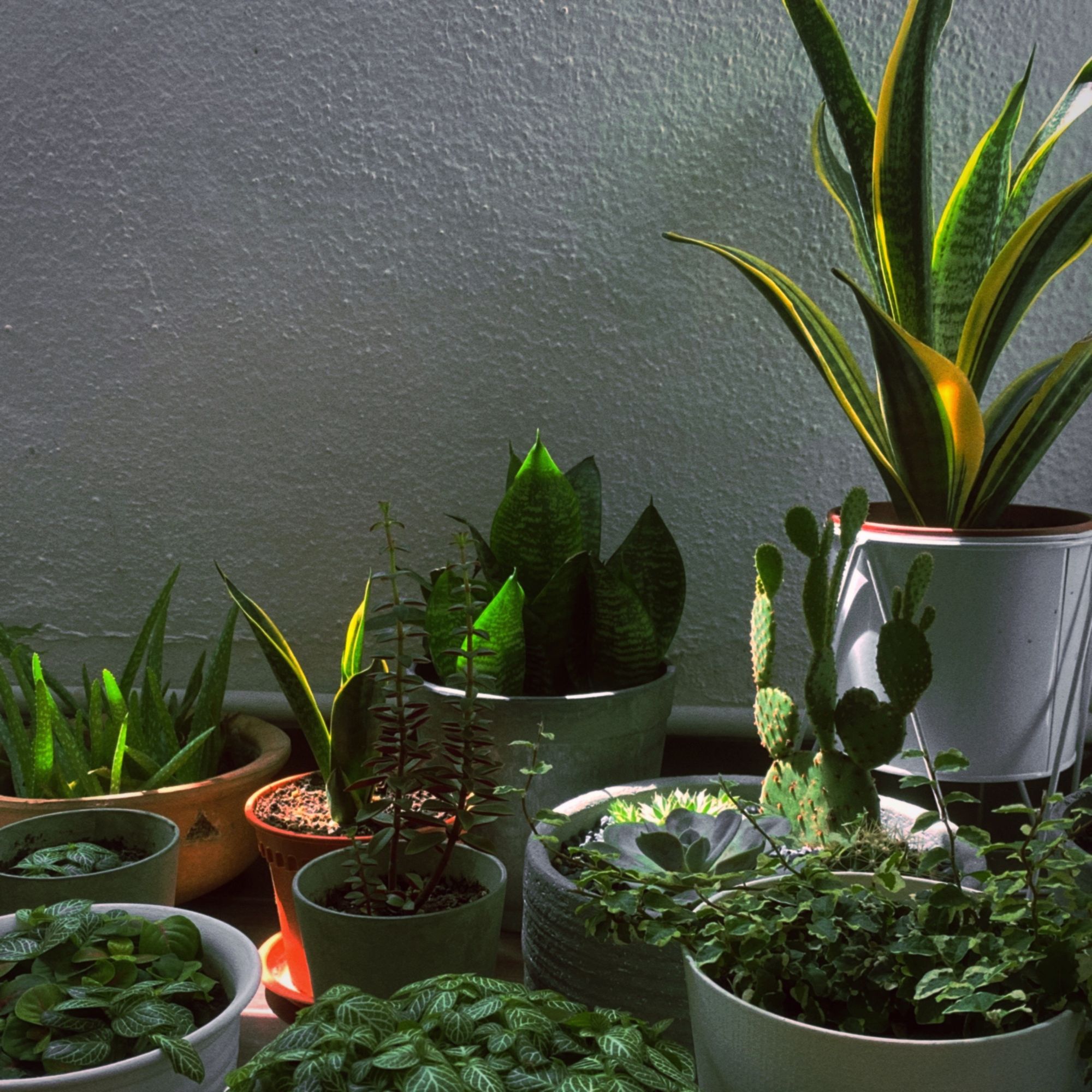 Socrates, sense-perception, and the Quran