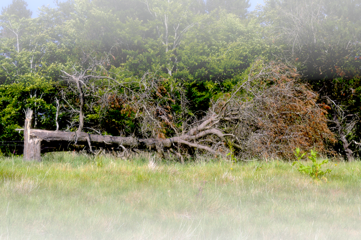Photo of a fallen tree. In the foreground is a field, and in the background a grove of trees.