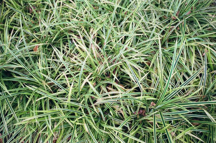 Guided walking meditation