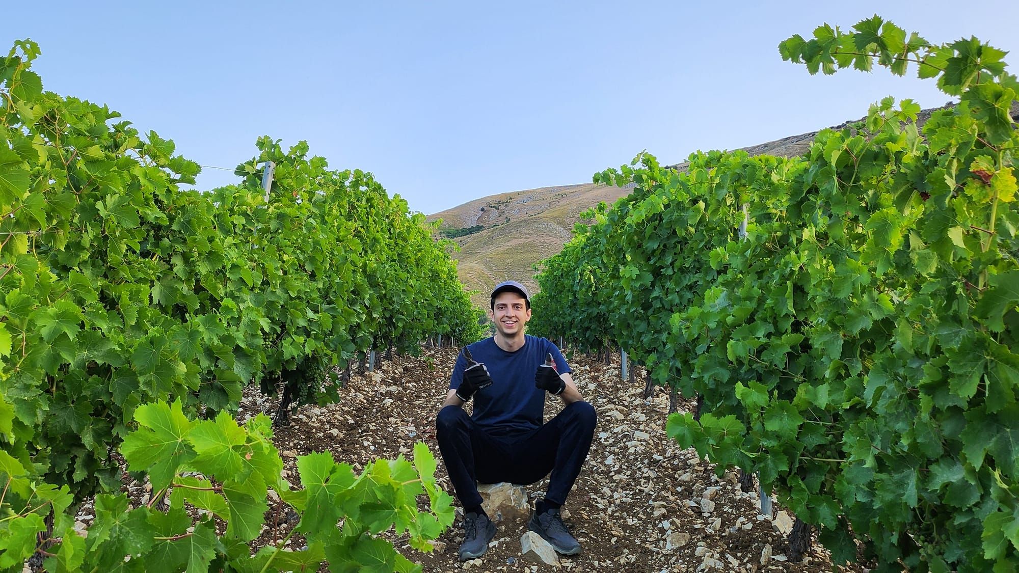 Mafia and Vines