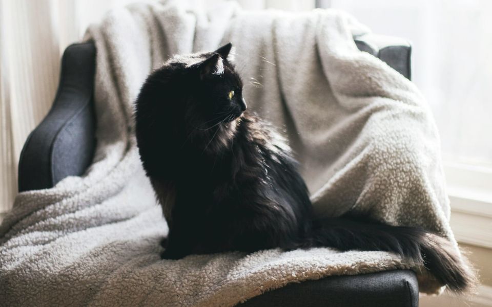 The Cozy Chair Where Mortality Sits With Me