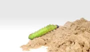 The sad stillness of a caterpillar by Brett J Cole