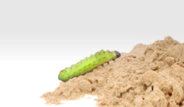 The sad stillness of a caterpillar