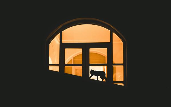 The Sixth Plague – Episode Two: Animal Crossing