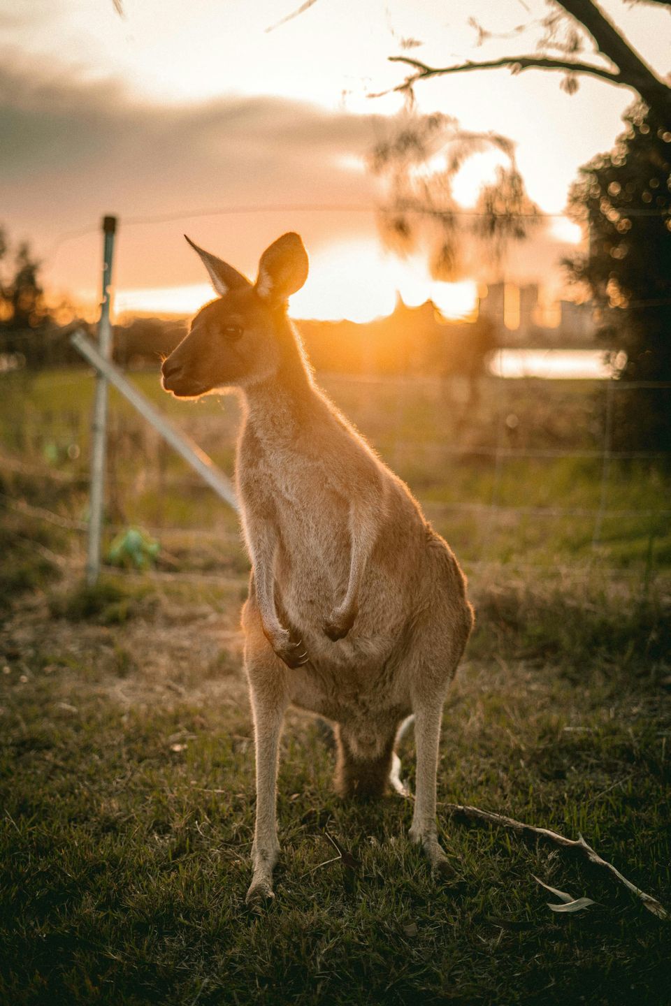 Fletcher the Kangaroo: Life and Death - Chapter Twenty Five
