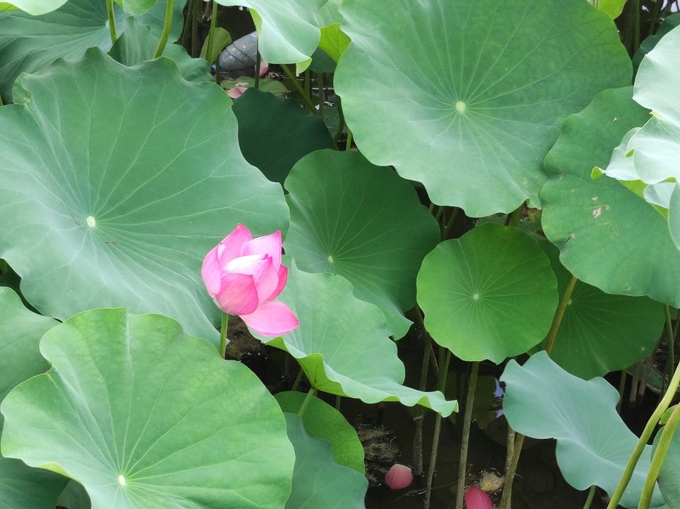 Developmental Projects (book, v1, 2025)